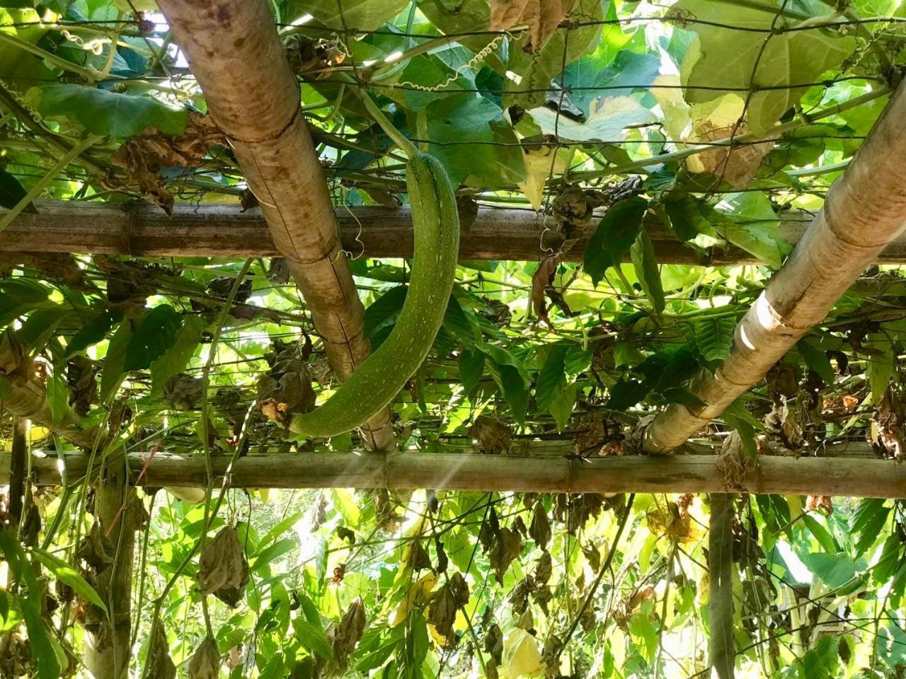 פנגלאו House @Bohol Garden Homes מראה חיצוני תמונה